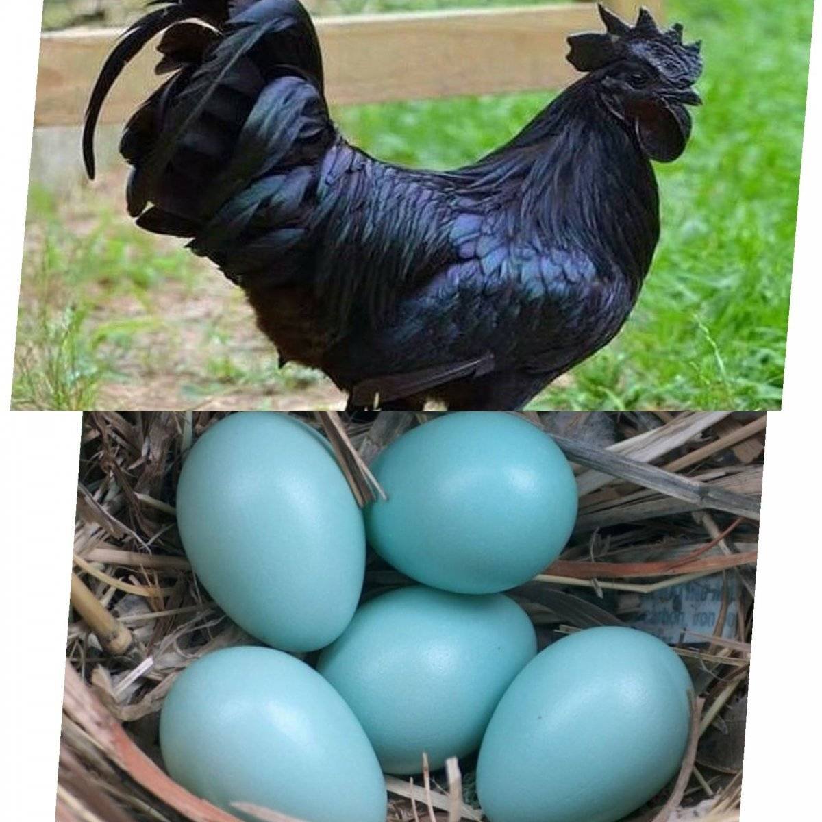 Аям Цемани яйца