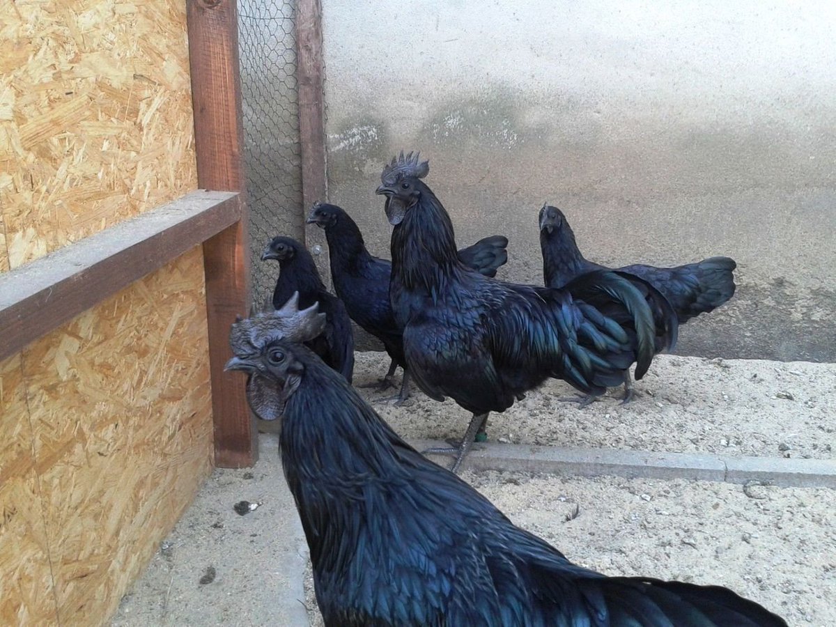 Блэк Чикенс