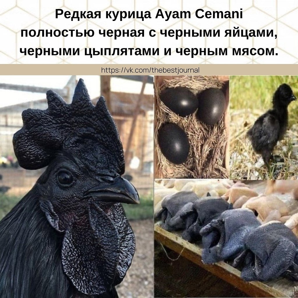 Аям Цемани цыплята