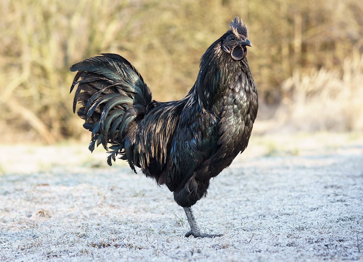 Ayam Cemani Chicken