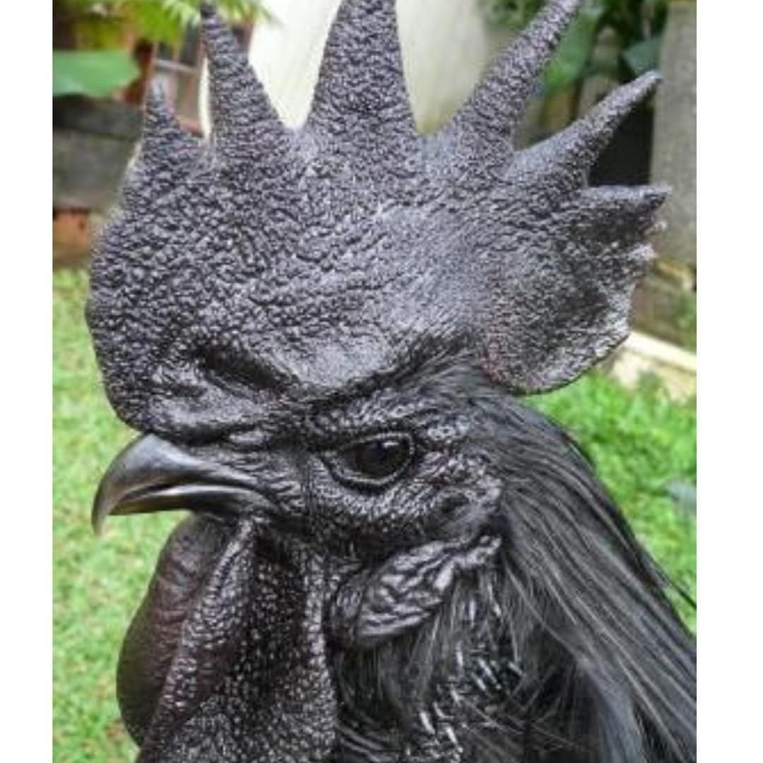 Черная курица порода Индианос