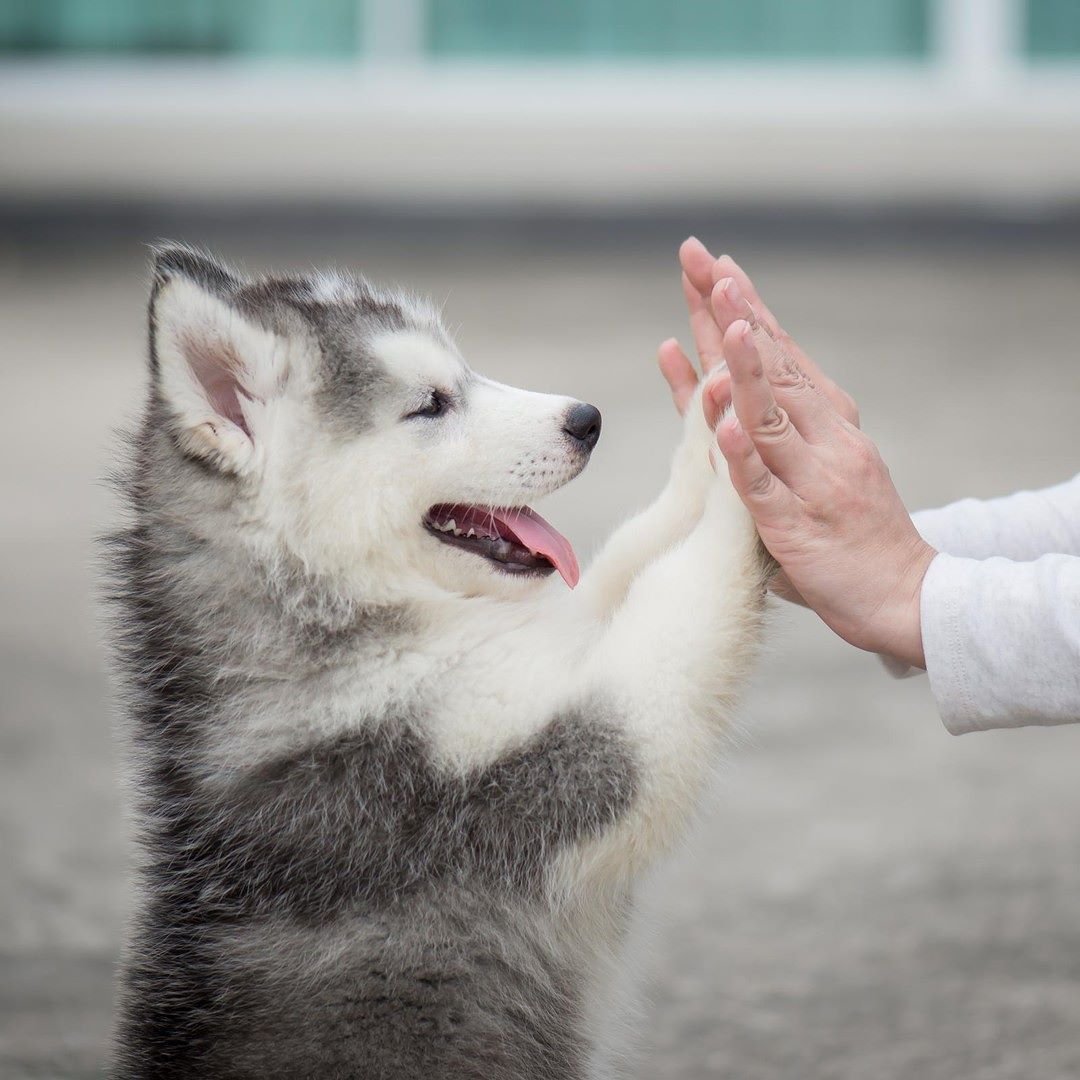 Леонард Сеппала и Балто