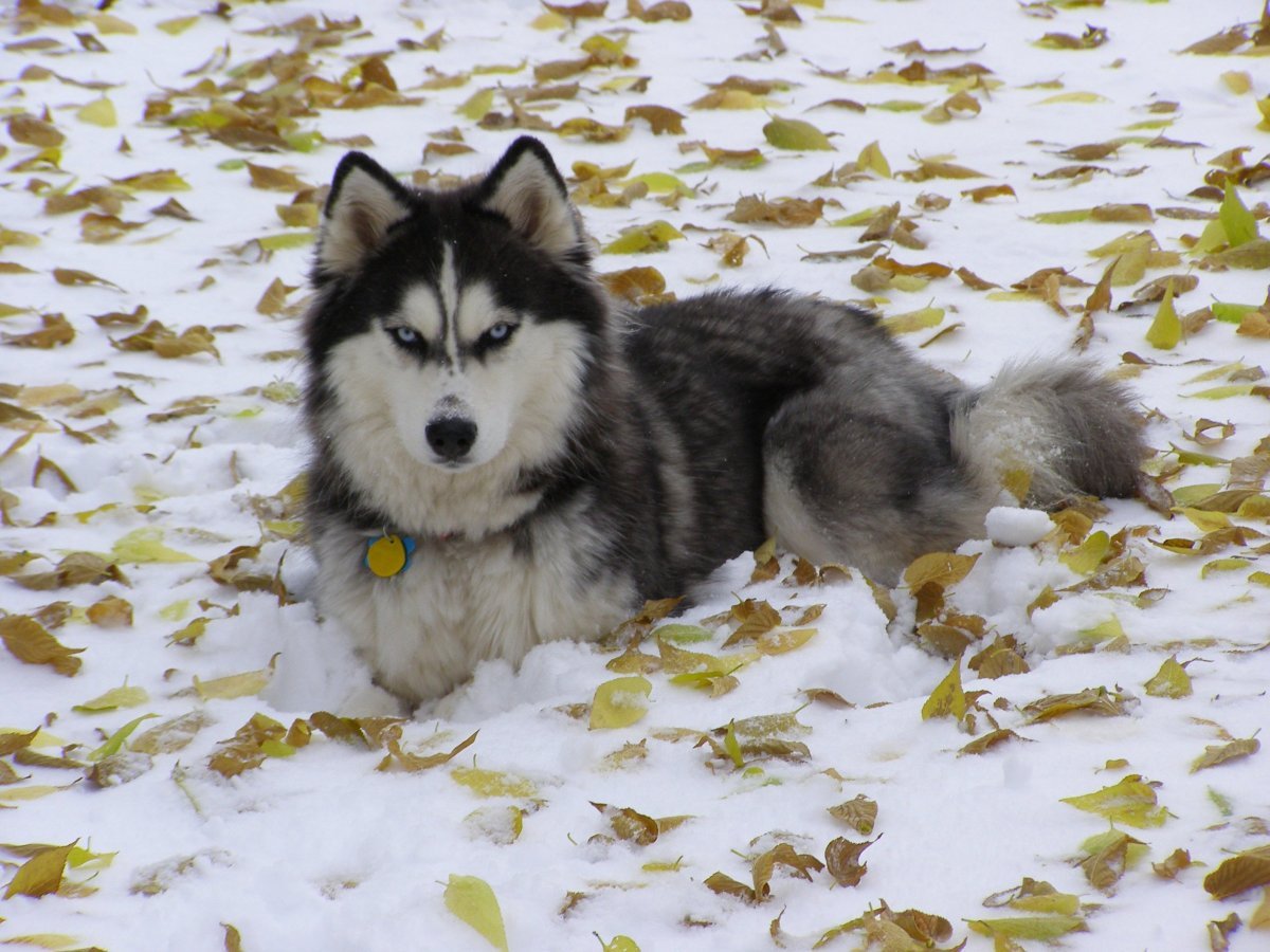 Хаски Сеппала