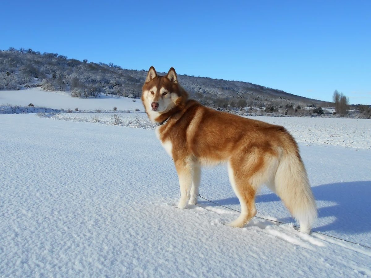 Констанс Сеппала