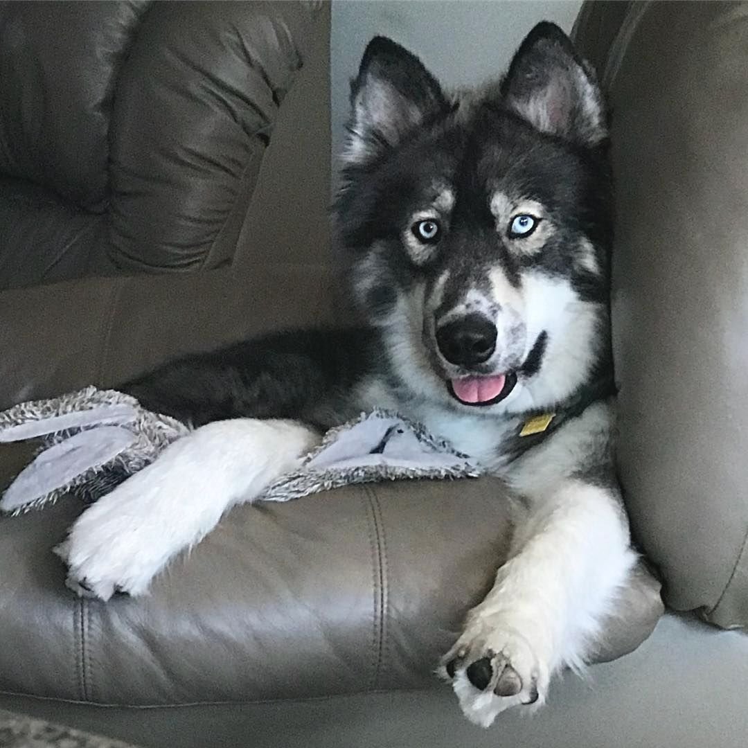 Сибирский хаски