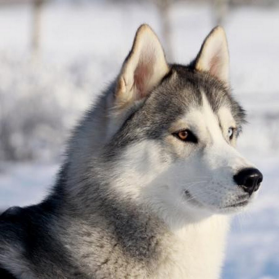 Хаски кабинетный портрет фото