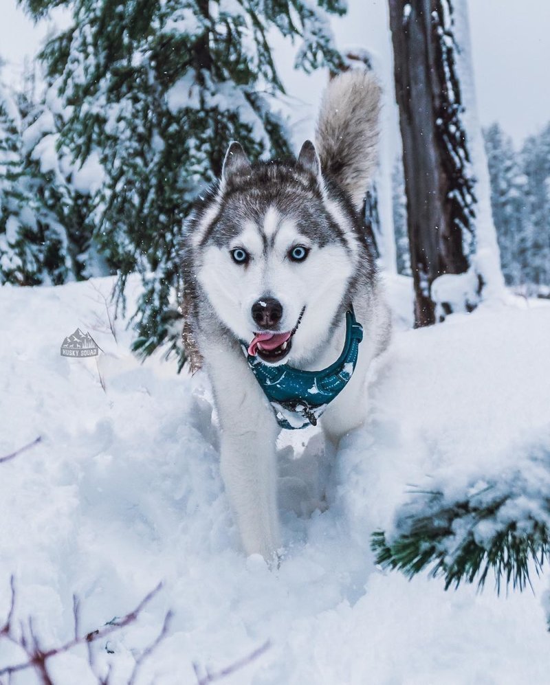 Хаски сэпполы порода