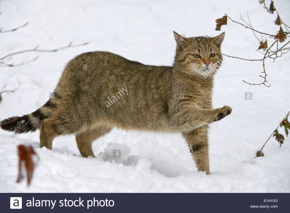 Кошка-рыболов (крапчатая кошка)