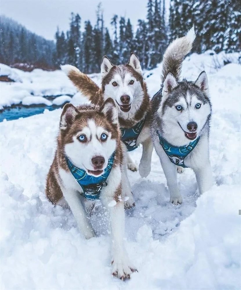 Хаски Сеппала