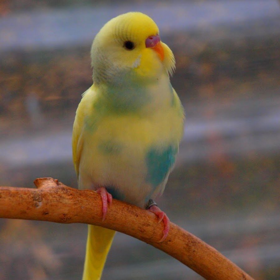 Желтоголовый волнистый попугай