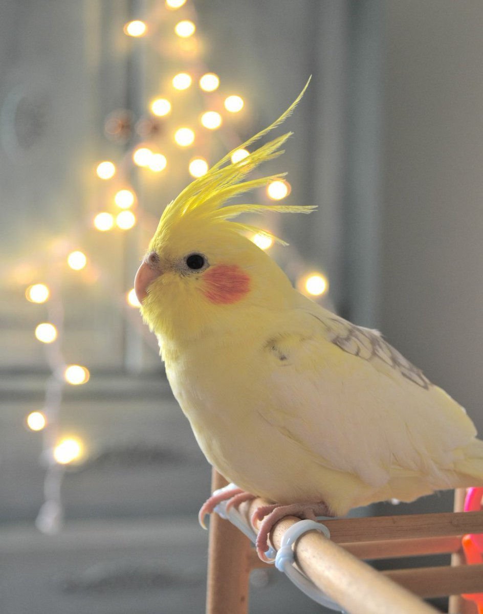 Какаду и корелла