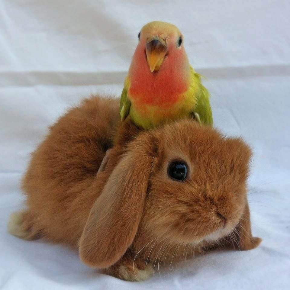 Домашние питомцы