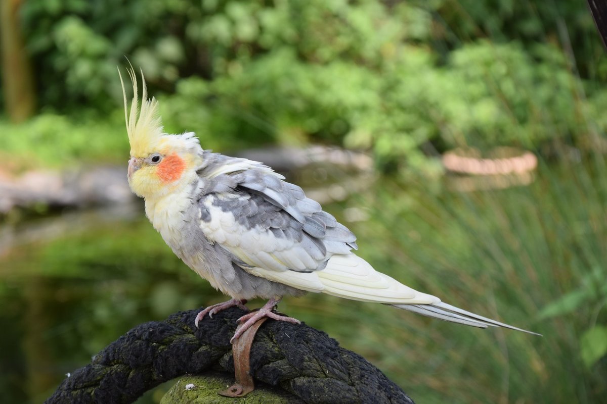 Какаду корелла голубой
