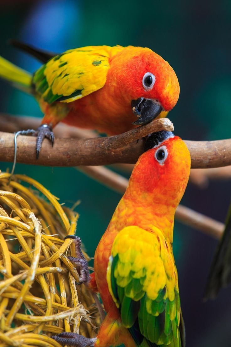 Sun Conure попугай