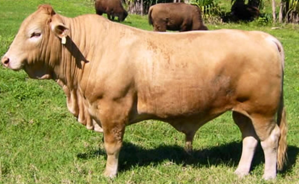 Буффало порода коров