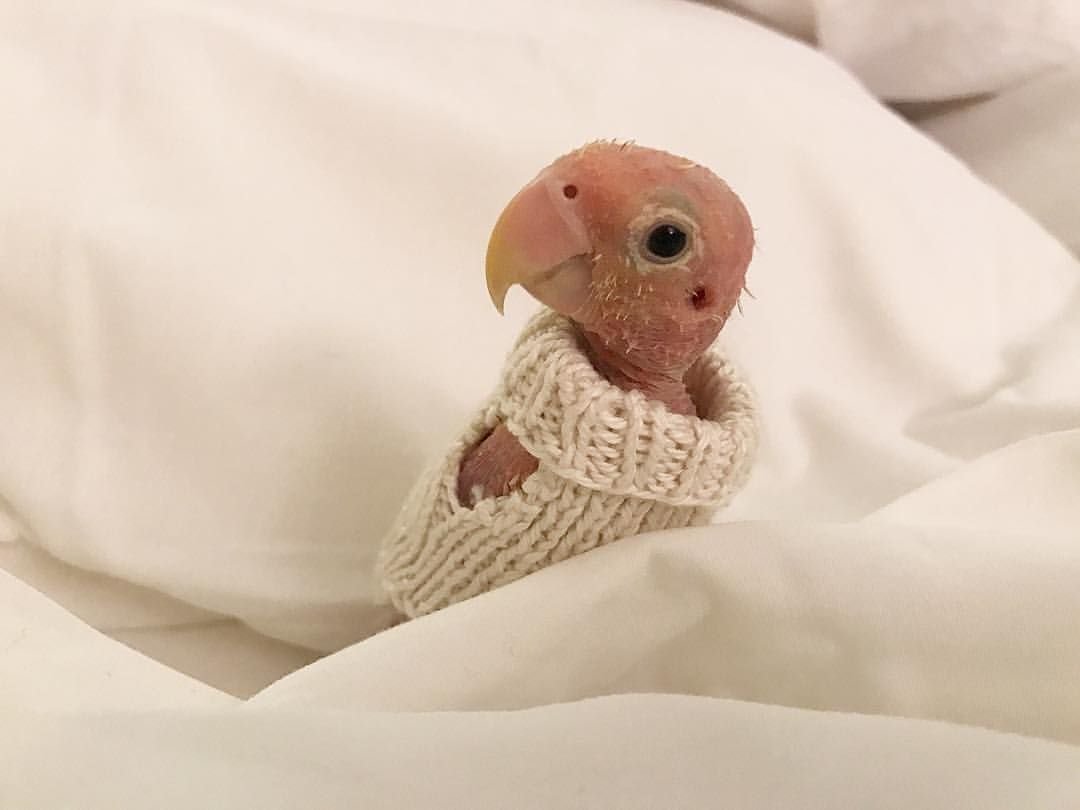 Попугаи неразлучники зеленый и желтый