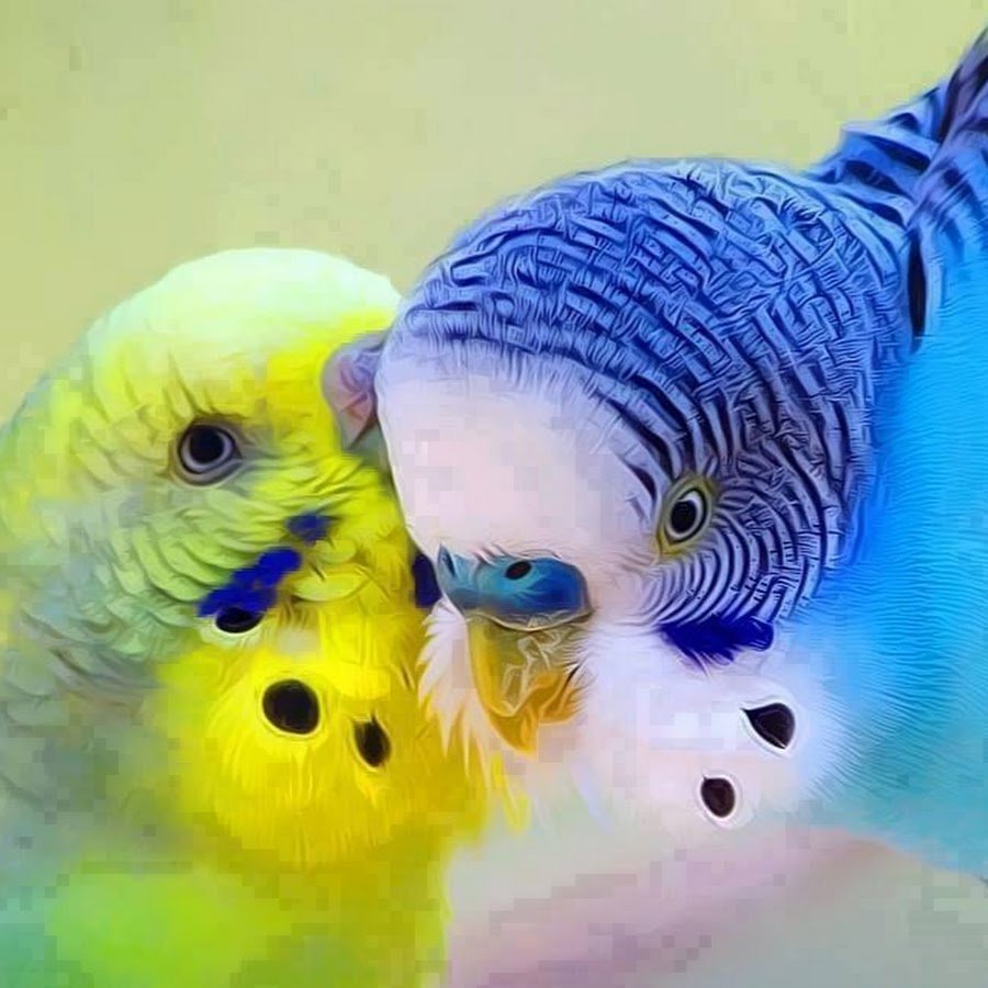 Красивые домашние попугаи
