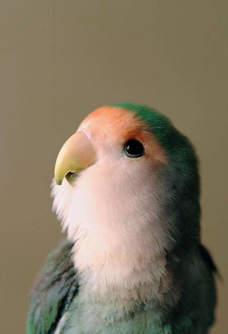 Постер. Попугай