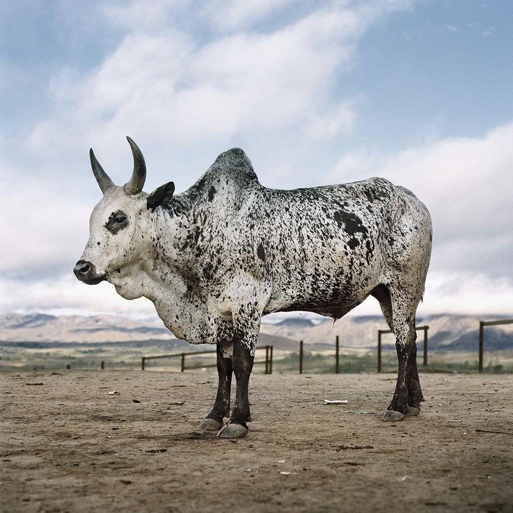 Индийская корова зебу