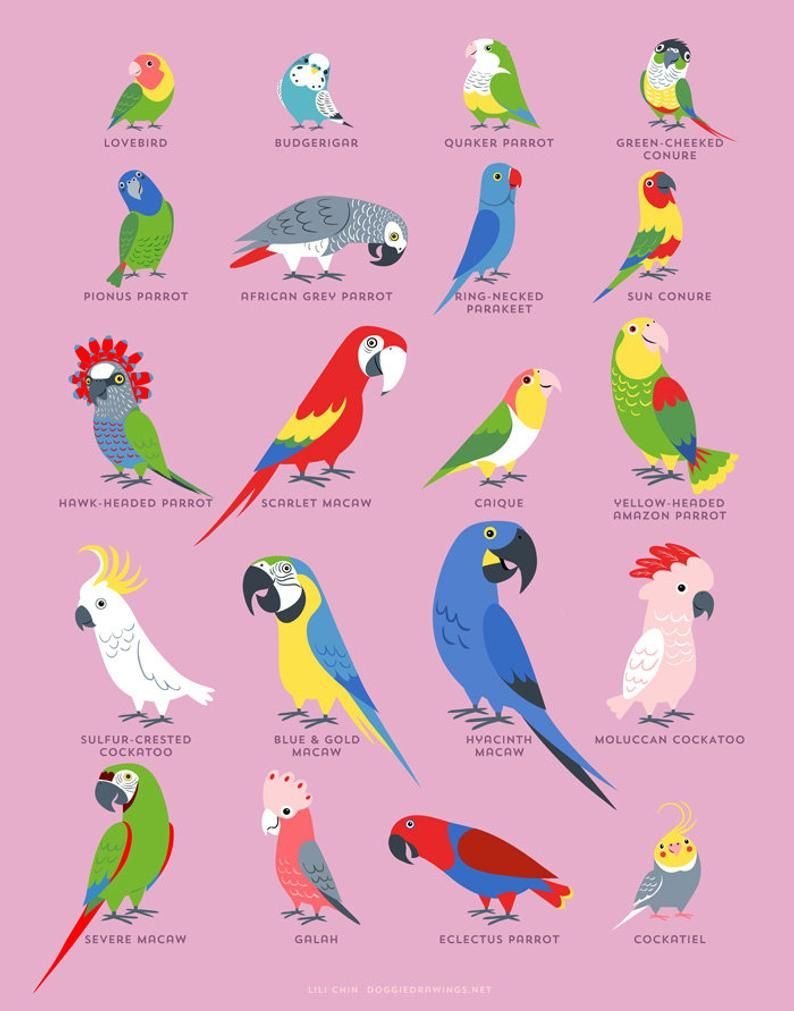 Картина попугая нарисованная