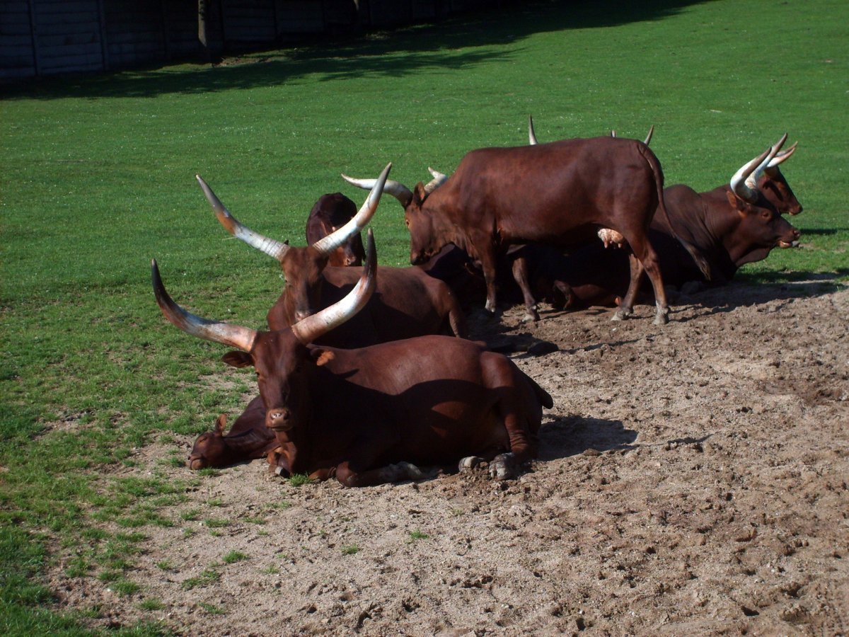 Cattle Ankole-Watusi