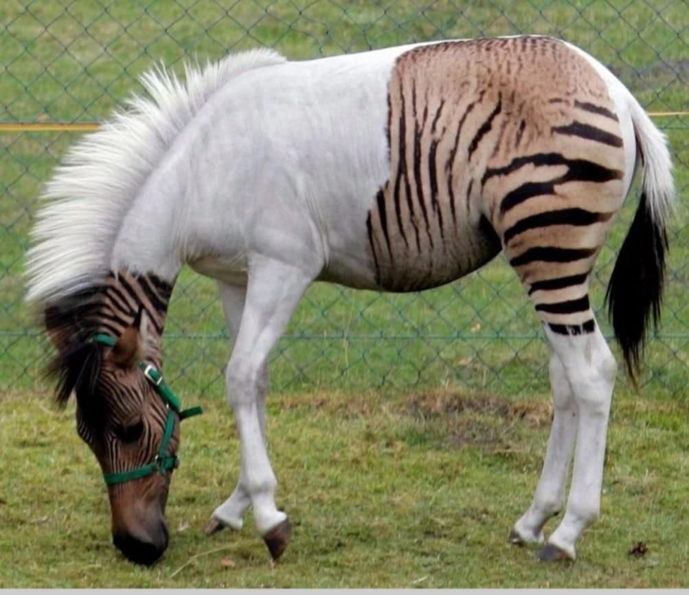 Новые породы животных