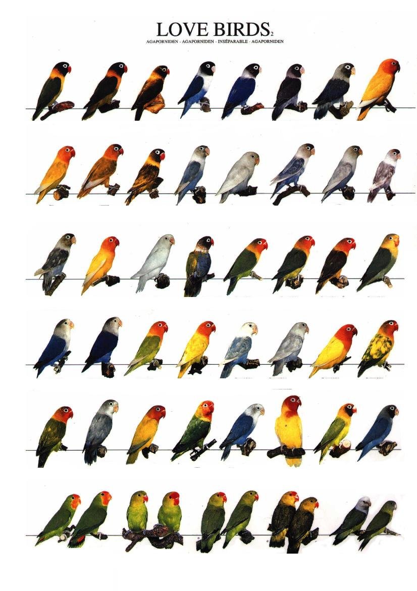 Размеры попугаев