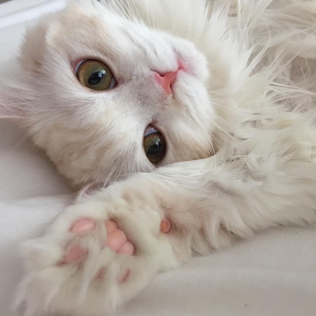 Мимимишные котята