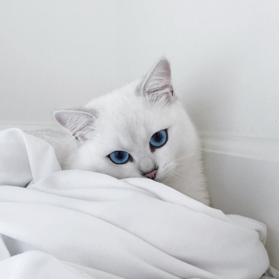 Кошки Близнецы Айрис и Абис