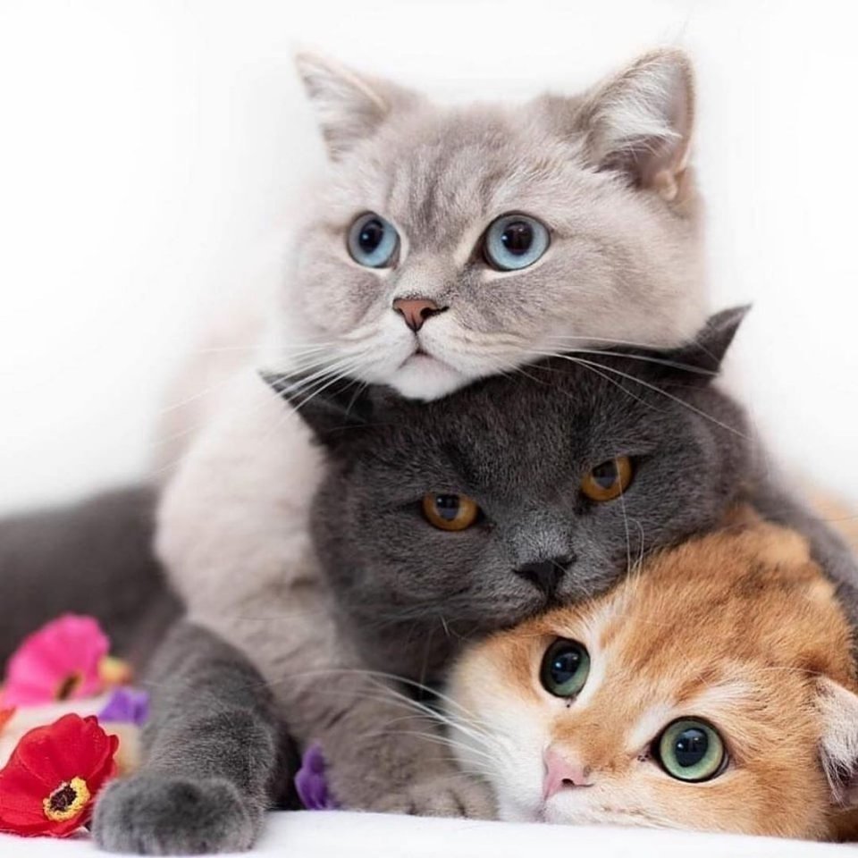 Голубоглазый кот Коби