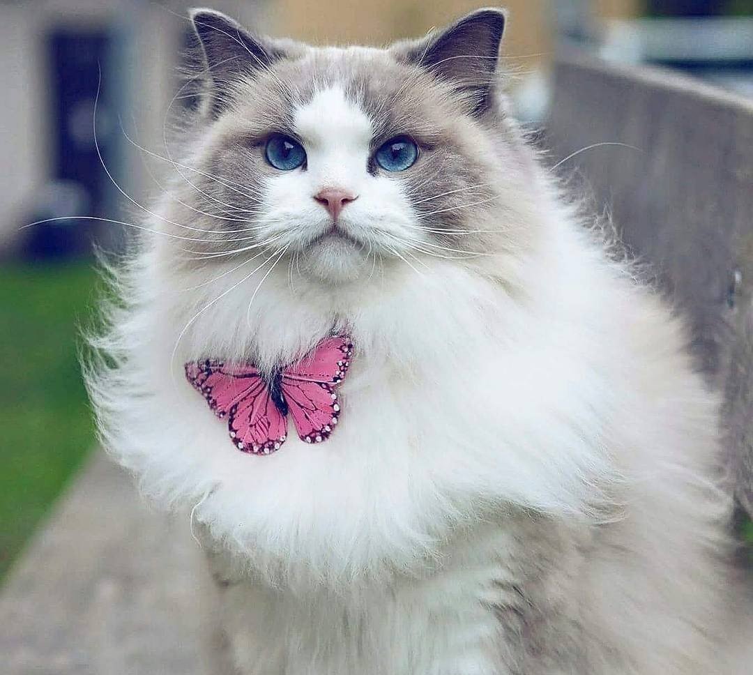 Котики Эстетика