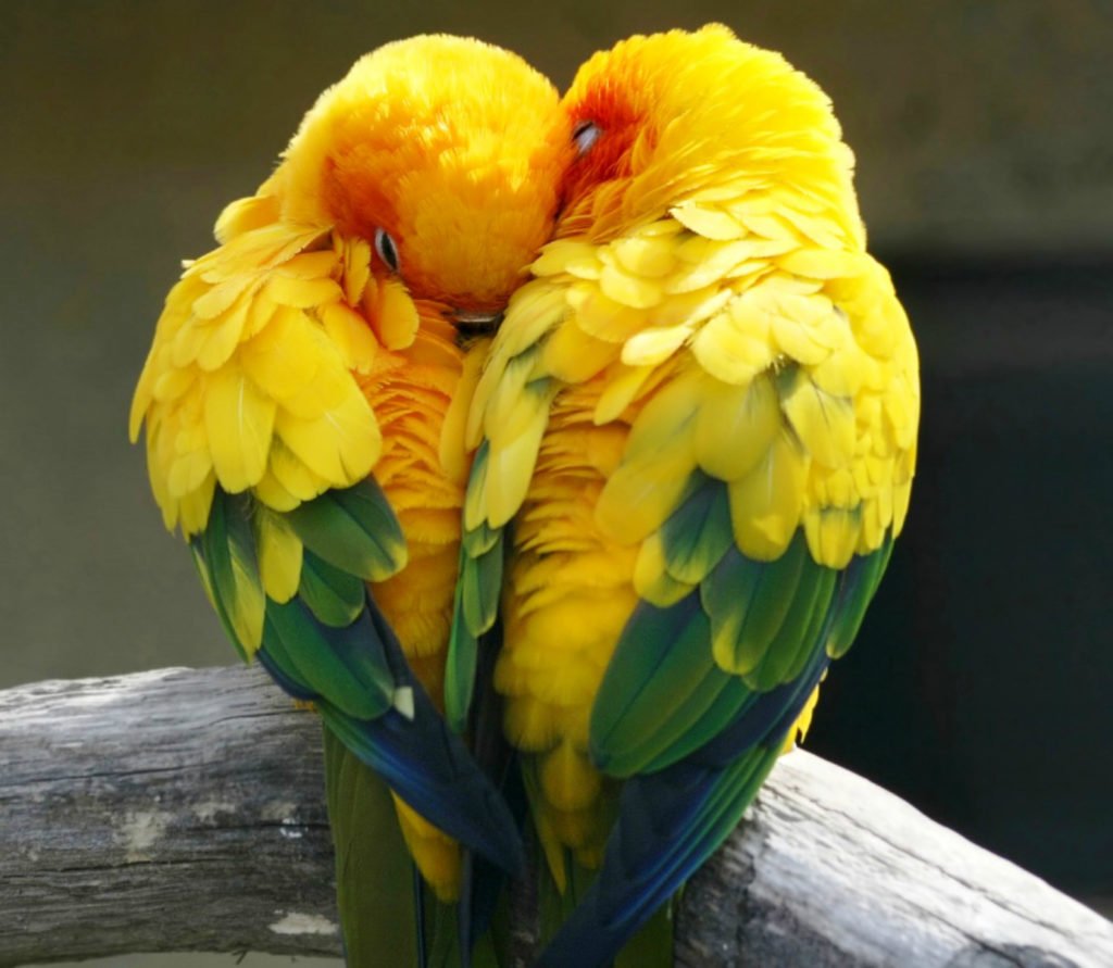 Исчерченный лорикет