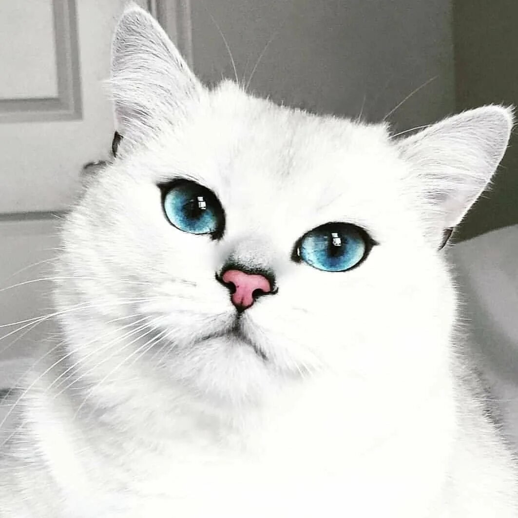 Манчкин Альберт