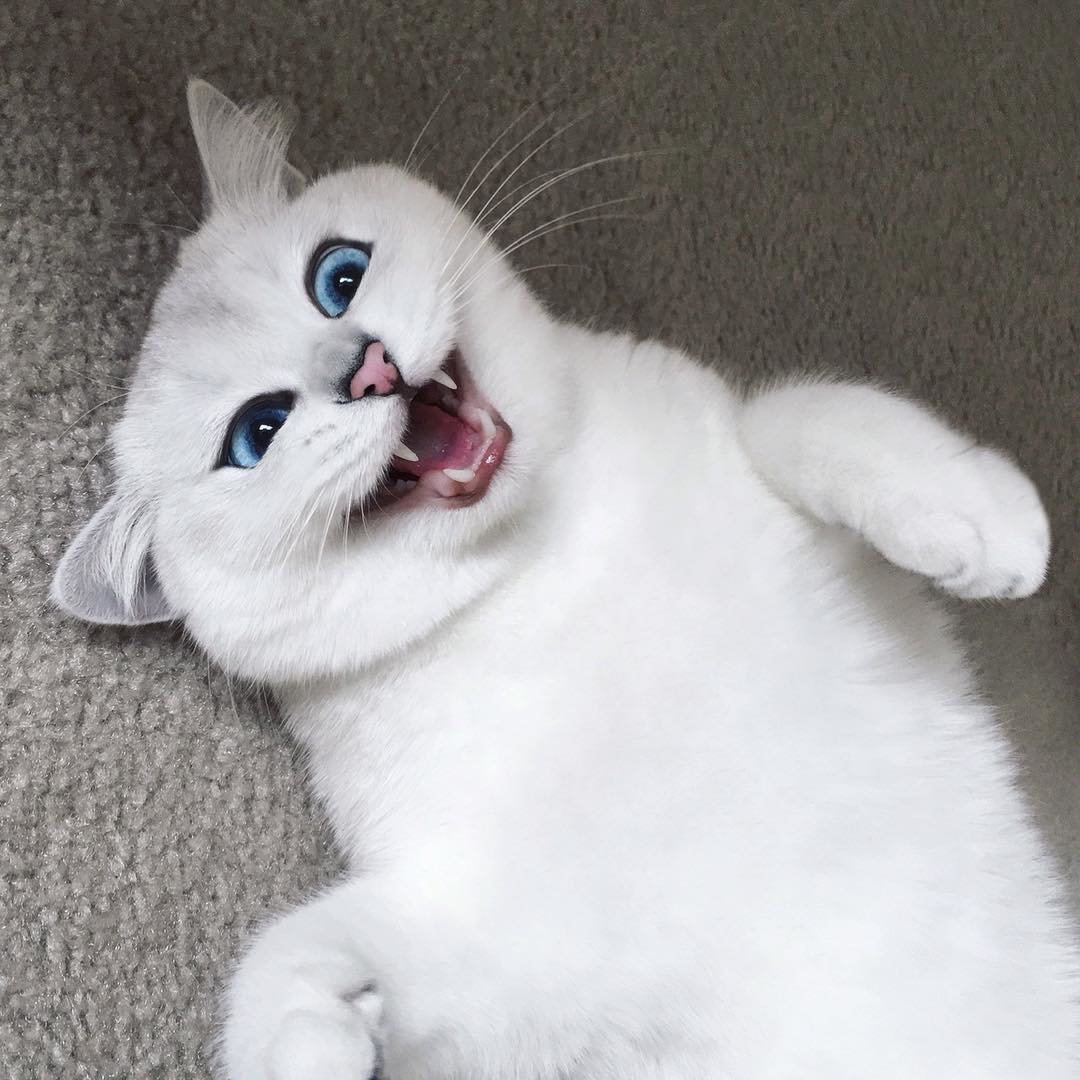 Девушка с котом