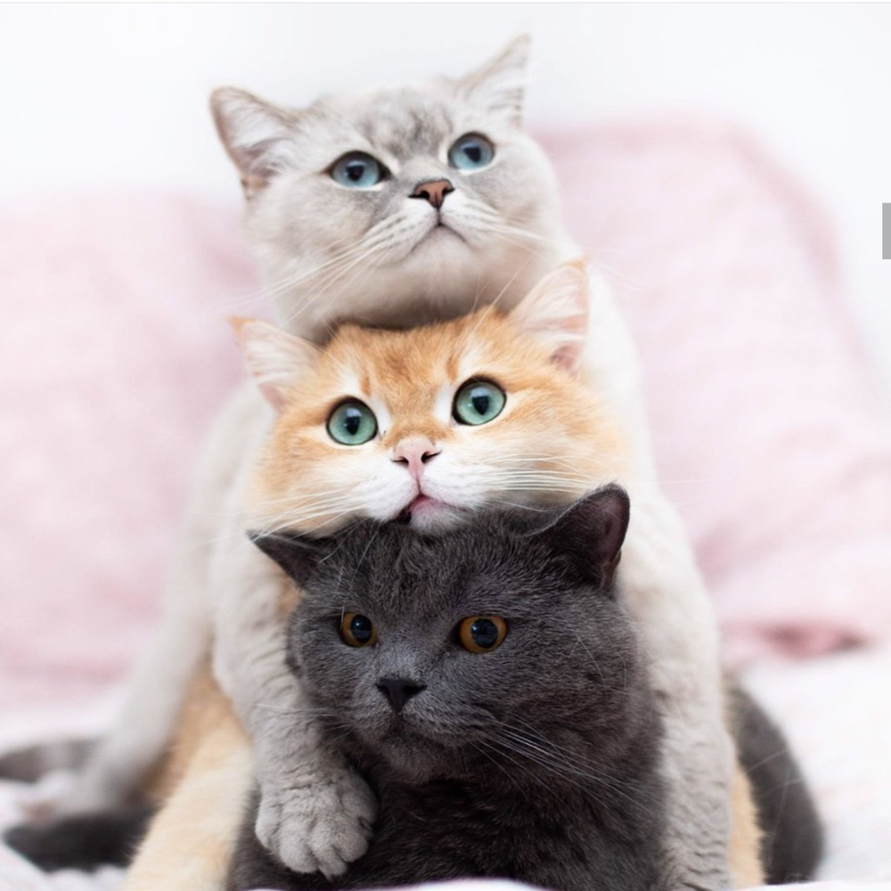 Милый взрослый кот