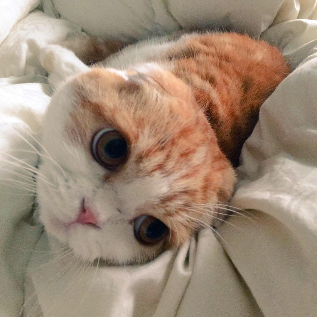 Милые котики