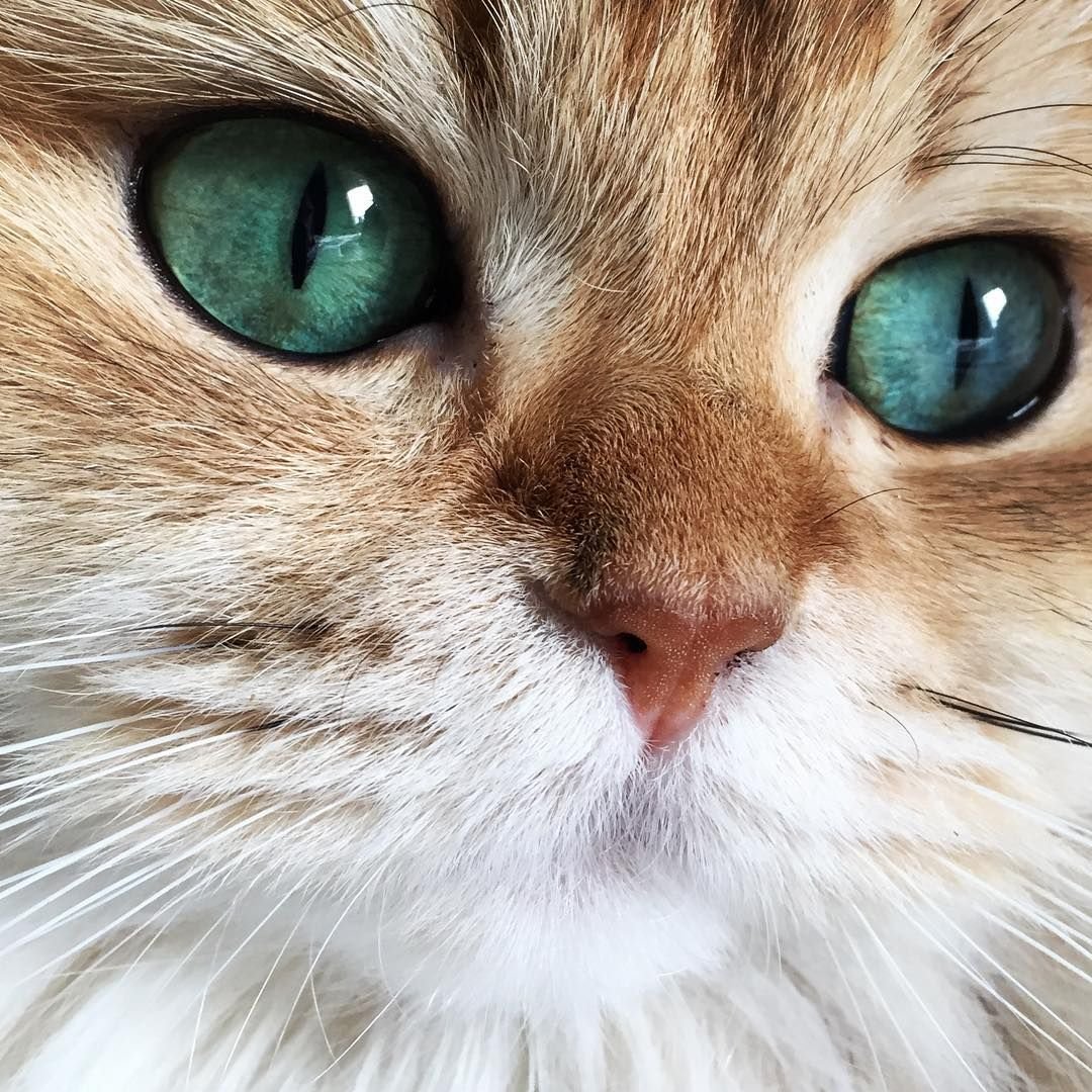 Спящий котенок