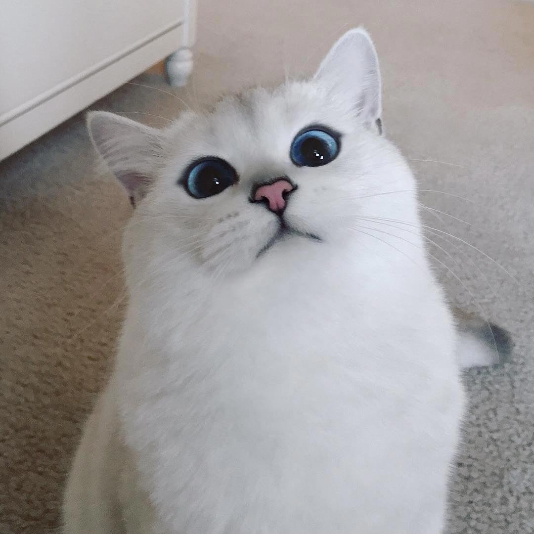 Коты с сердечками над головой