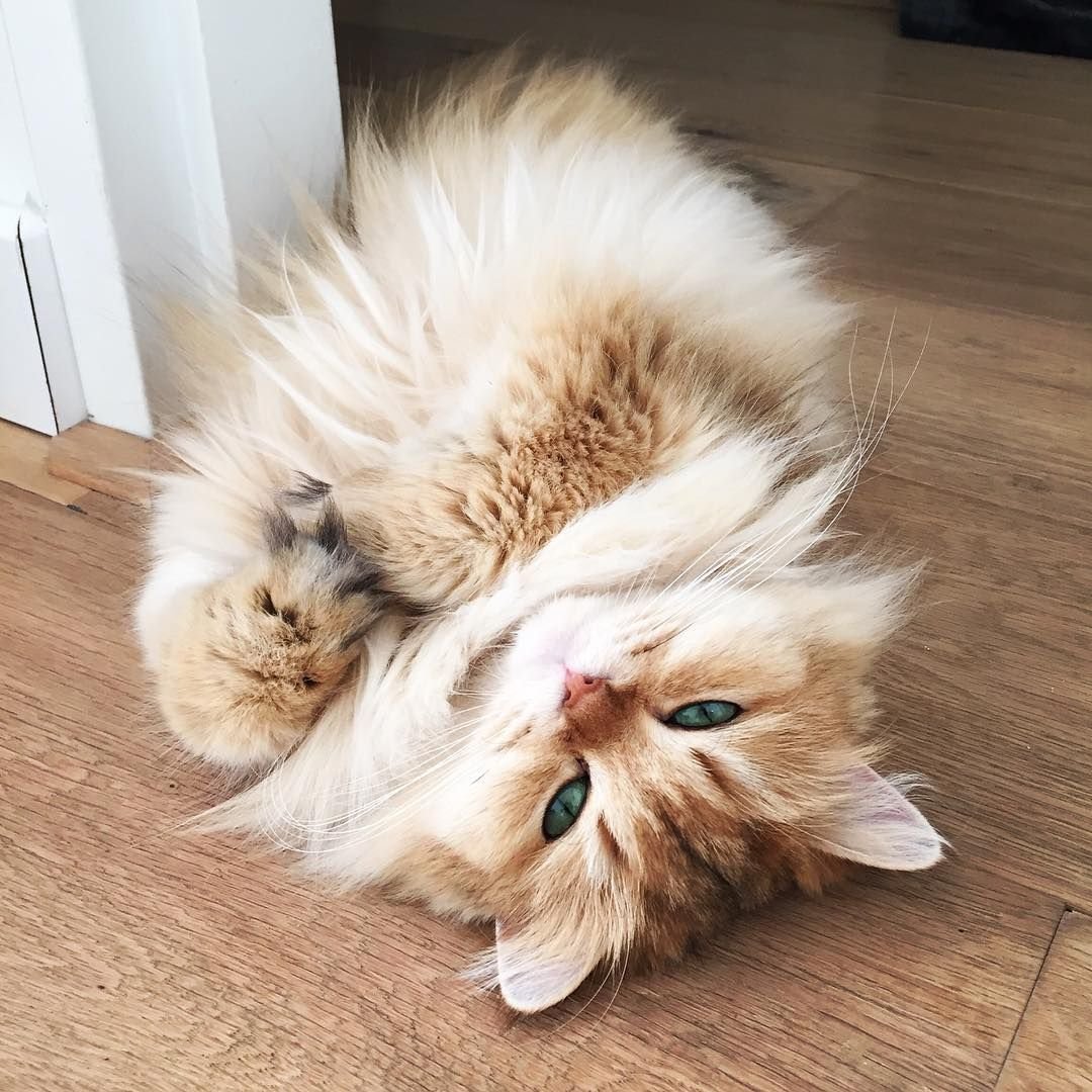 Милая кошка