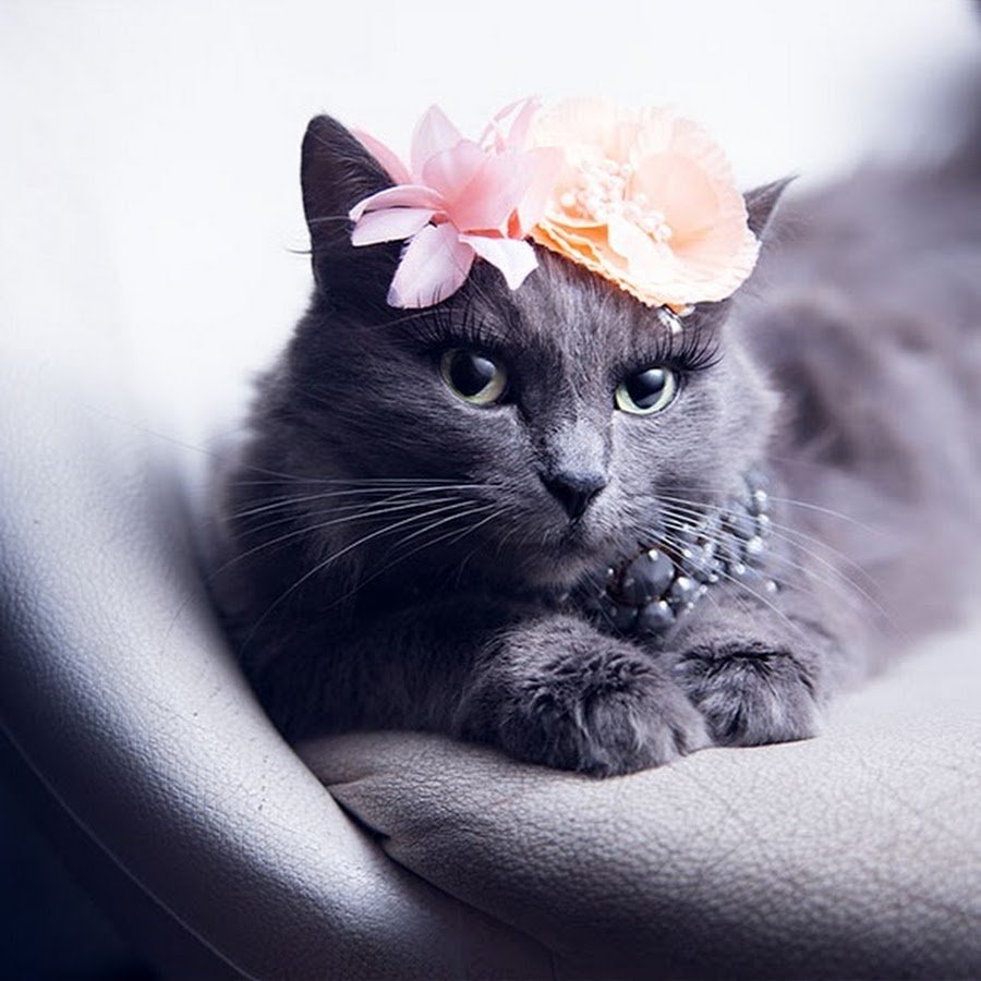 Кошка Венера Химера