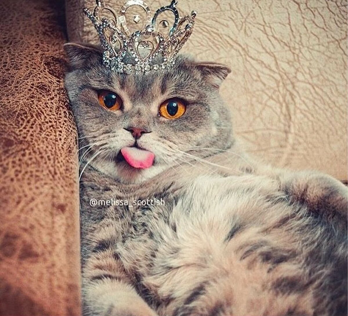 Милые котики