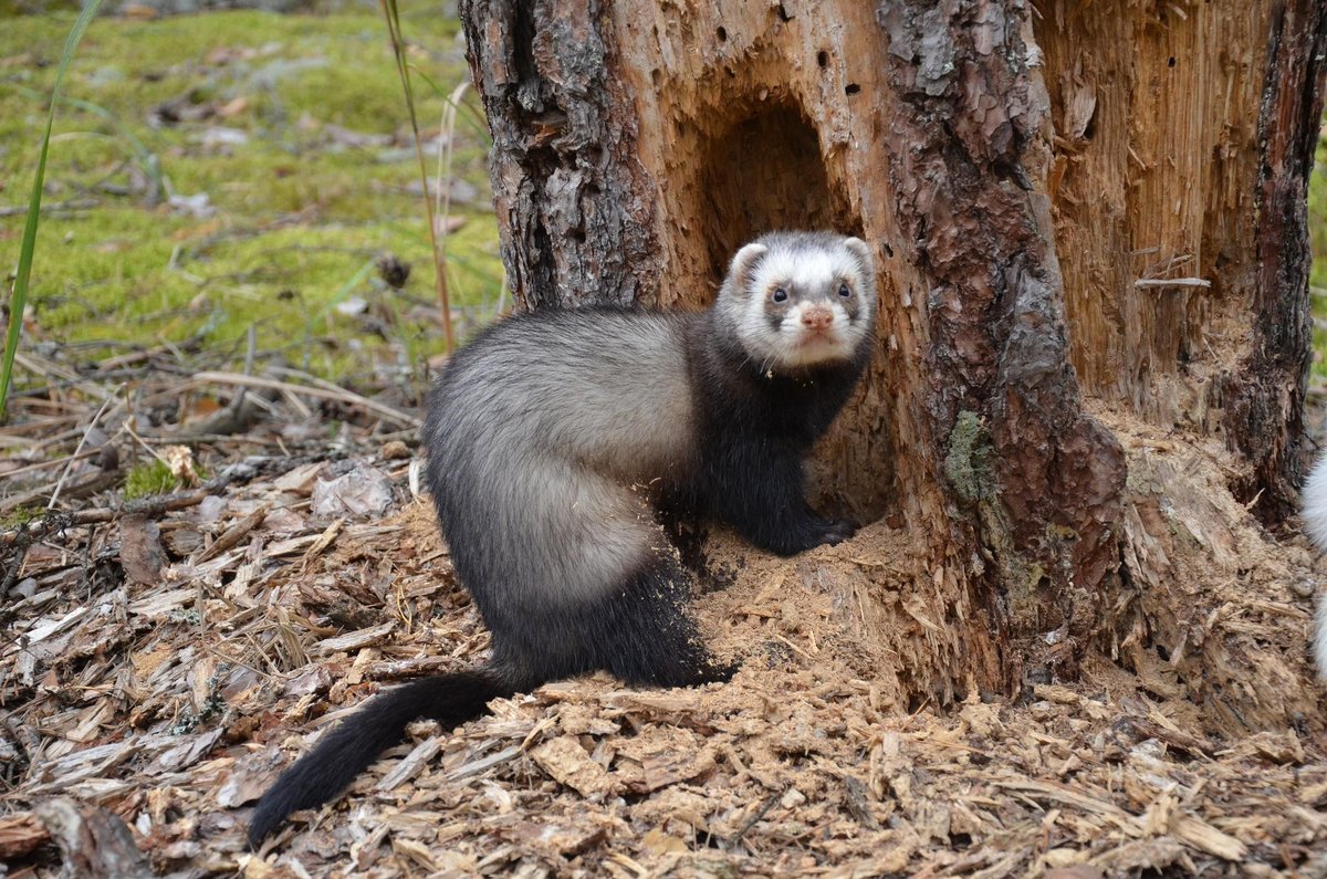 Хорек Лесной Кемеровской области