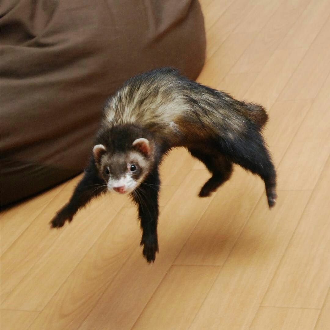 Хорек на ветке