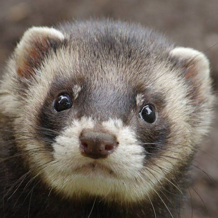 Лесной хорёк