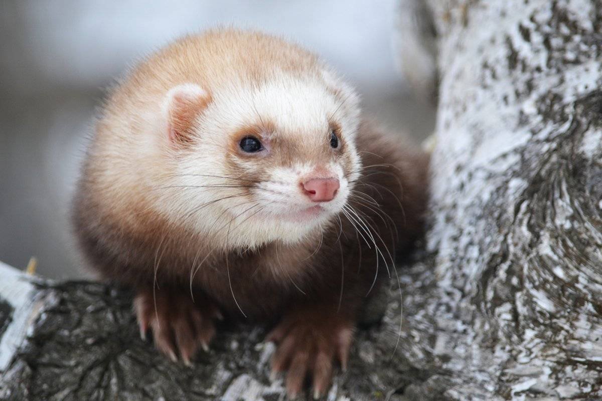 Лесной хорёк