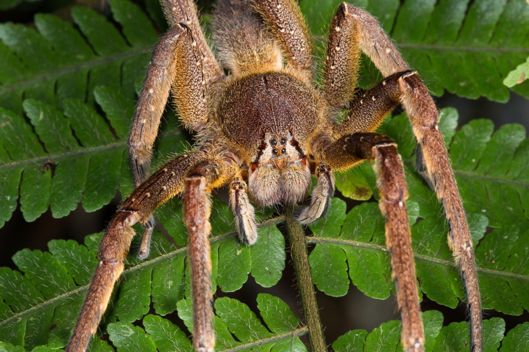 Самые самые паукообразные. Бразильский Странствующий паук. Бразильский Странствующий (банановый) паук. Бразильский блуждающий (Странствующий) паук. Самый ядовитый паук в мире бразильский блуждающий паук.