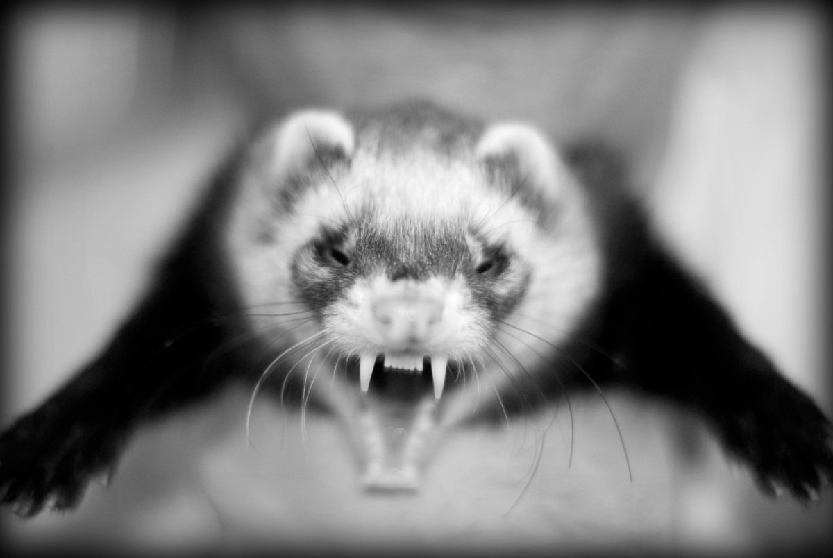 Хорек трафарет