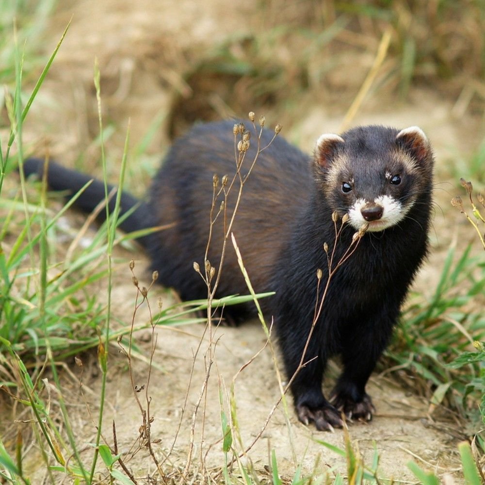 Веселый хорек