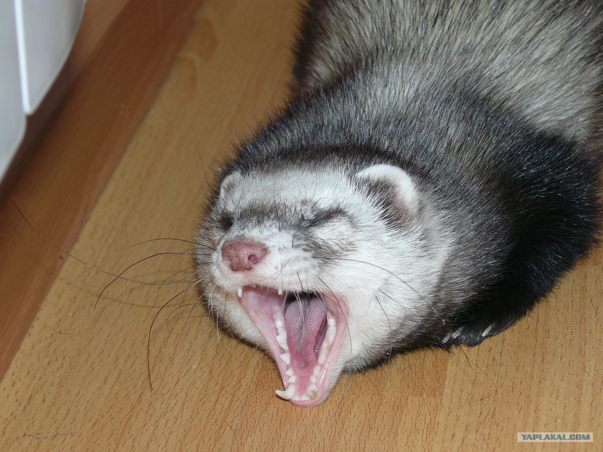 Дикая норка Хонорик