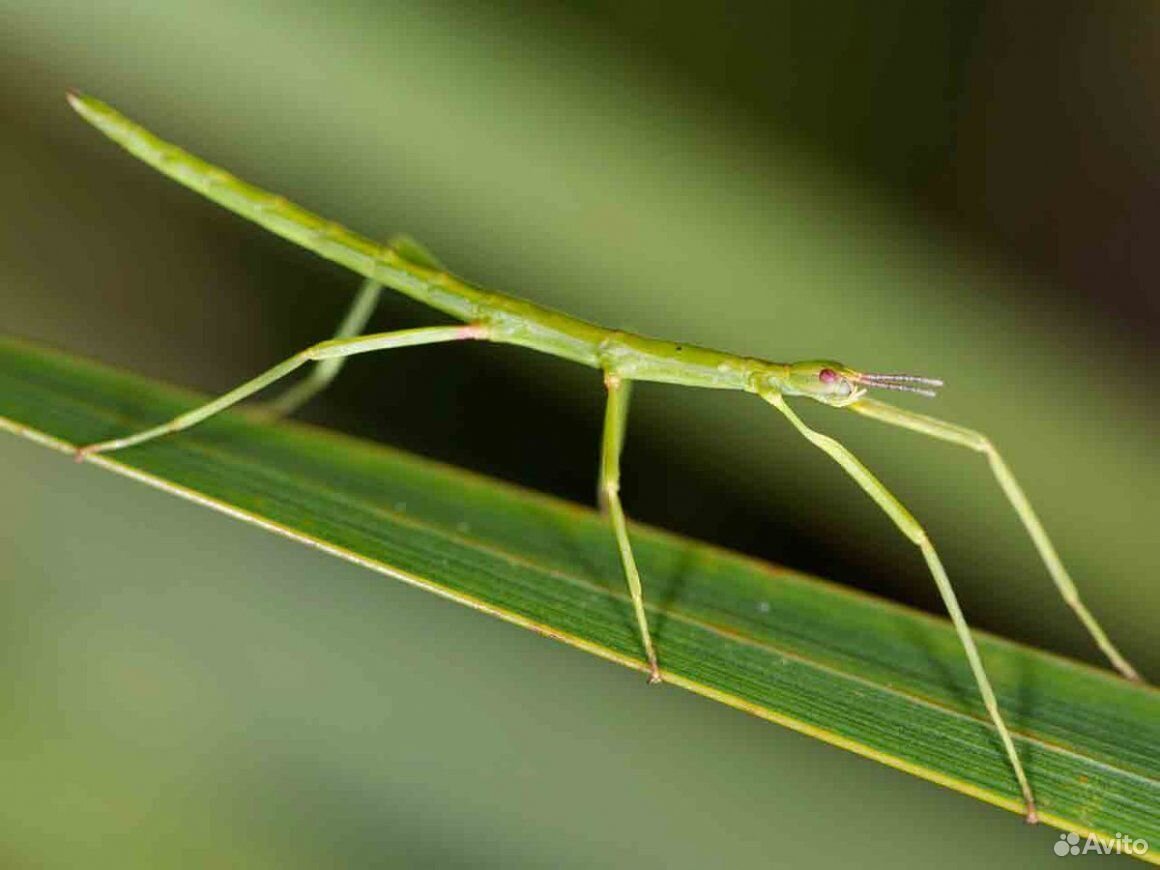 Картинки Жуков насекомых